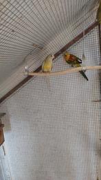 Koppel roodrug parkieten, Bagué