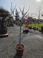 Vijgenboom Ficus Carica, Enlèvement