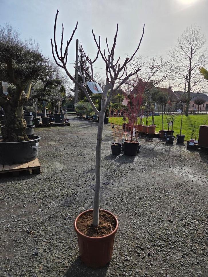 Vijgenboom Ficus Carica, Tuin en Terras, Planten | Bomen, Ophalen