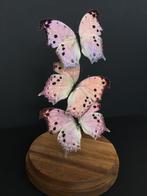Vlucht van 3 exotische vlinders Protogoniomorpha Parhassus, Antiek en Kunst, Ophalen of Verzenden