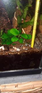 Anubias aquarium planten, Overige typen, Zoetwatervis