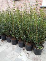 ‼️osmanthus Burkwoodii aan promoprijzen ‼️, Enlèvement, Taxus