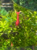 Red sakura garnalen, Dieren en Toebehoren