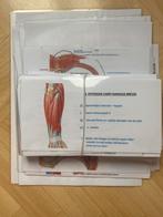 Flashcards, Boeken, Studieboeken en Cursussen, Ophalen of Verzenden