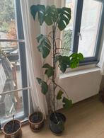 Monstera deliciosa, Huis en Inrichting, Ophalen