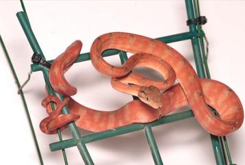 1.1 Corallus Hortulanus cb2024 beschikbaar voor biedingen