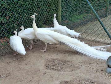 Volwassen mooie witte pauwen. Per koppel beschikbaar voor biedingen