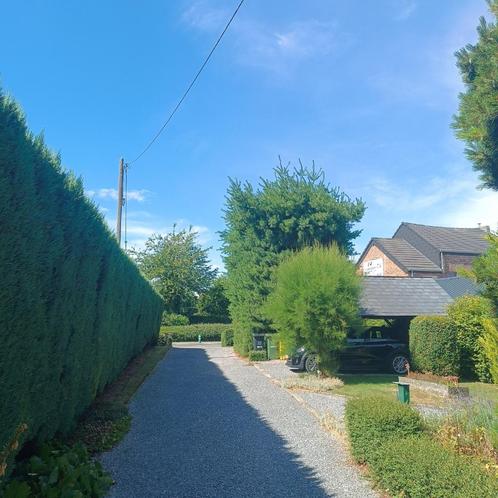 Elagage d'un sapin, Diensten en Vakmensen, Tuinmannen en Stratenmakers
