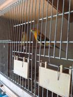 Koppel roodruggen, Dieren en Toebehoren, Vogels | Parkieten en Papegaaien