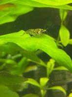 Wildkleur garnalen neocaridina