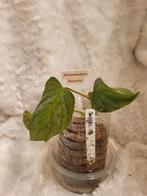 Philodendron Majestic stekken, Huis en Inrichting, Kamerplanten, Ophalen, Overige soorten, Halfschaduw, Minder dan 100 cm