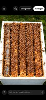 Colonies abeilles Buckfast, Enlèvement, Neuf