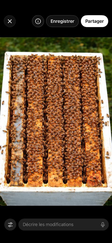 Colonies abeilles Buckfast, Hobby & Loisirs créatifs, Hobby & Loisirs Autre, Neuf, Enlèvement