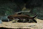cichliden malawi en tanganyika wegen aquariumbreuk, Dieren en Toebehoren, Vis, Zoetwatervis