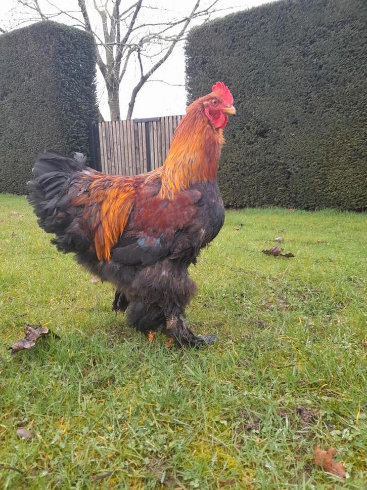 Cochin groothoender goudpatrijs, Dieren en Toebehoren, Pluimvee