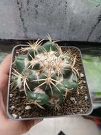 coryphantha elephantidens, Huis en Inrichting, Kamerplanten, Ophalen, Minder dan 100 cm, In pot, Cactus