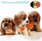 Lieve Cavalier King Charles pups te koop, Dieren en Toebehoren, Honden | Chihuahua's en Gezelschapshonden, België, CDV (hondenziekte)