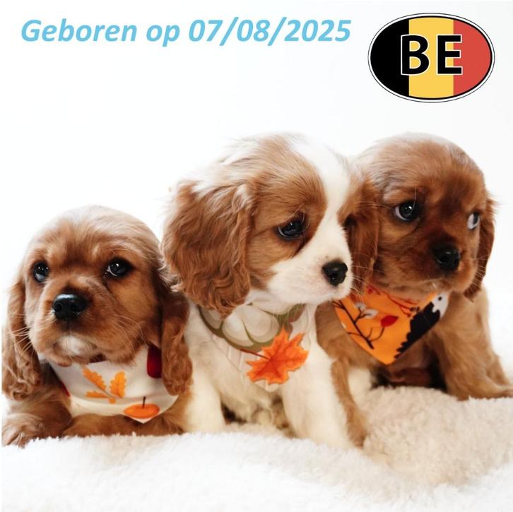 Lieve Cavalier King Charles pups te koop, Dieren en Toebehoren, Honden | Chihuahua's en Gezelschapshonden, Meerdere dieren, Overige rassen