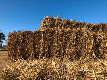 Tarwe stro 2025 beschikbaar voor biedingen