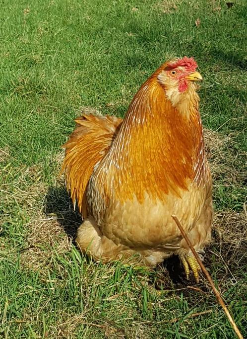 Sierhaantjes, Dieren en Toebehoren, Pluimvee, Kip, Mannelijk