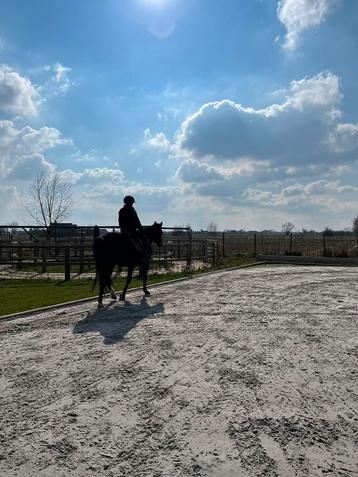 Paardrijlessen Zandvoorde (Zonnebeke)/Komen beschikbaar voor biedingen