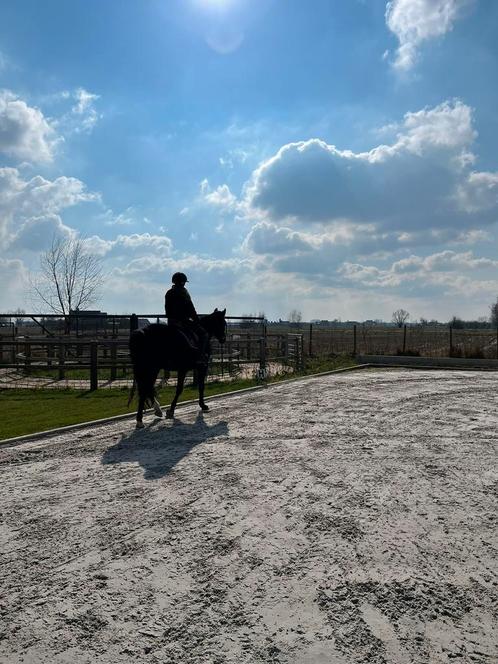 Paardrijlessen Zandvoorde (Zonnebeke)/Komen, Dieren en Toebehoren, Stalling en Weidegang