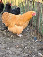 Orpington haan buff, Dieren en Toebehoren, Pluimvee, Mannelijk, Kip