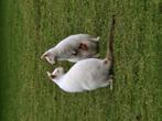 Kangoeroes, Dieren en Toebehoren, Overige Dieren, Januari