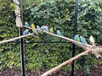 Grasparkieten te ruilen, Dieren en Toebehoren, Vogels | Parkieten en Papegaaien, Mannelijk, Parkiet, Pratend