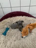 Italiaanse windhond pups, Dieren en Toebehoren, Honden | Windhonden, België, Fokker | Hobbymatig, Overige rassen, CDV (hondenziekte)