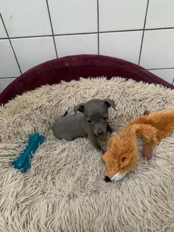 Italiaanse windhond pups beschikbaar voor biedingen