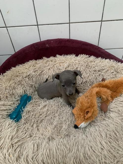 Italiaanse windhond pups, Dieren en Toebehoren, Honden | Windhonden, Meerdere dieren, Overige rassen, Fokker | Hobbymatig, Meerdere