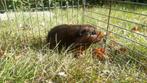 Agouti cavia's, Dieren en Toebehoren, Knaagdieren, April, Meerdere dieren, Cavia