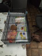 Cage a hamster + accessoires, Moins de 60 cm, Cage, Comme neuf, Hamster