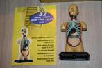 14 cm human anatomy model , in doos. Edu toys, Ophalen of Verzenden, Bouwen