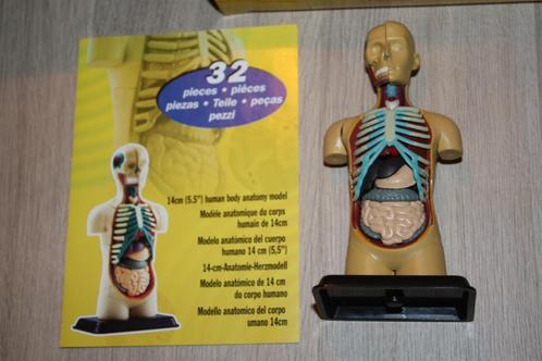 14 cm human anatomy model , in doos. Edu toys, Kinderen en Baby's, Speelgoed | Educatief en Creatief, Bouwen, Ophalen of Verzenden