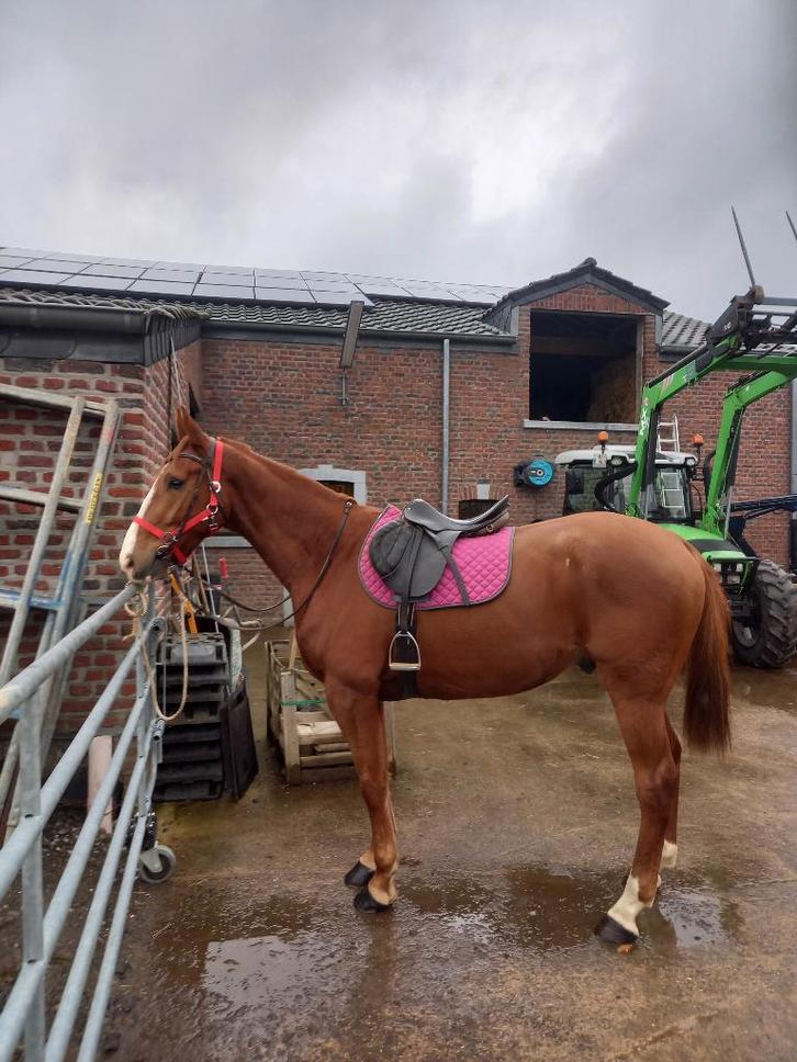 Hongre alezan, Dieren en Toebehoren, Paarden, Ruin, Zadelmak, 165 tot 170 cm, 3 tot 6 jaar, Recreatiepaard, Met stamboom, Gechipt