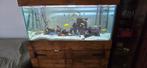 aquarium met malawi cycliden 360liter, Ophalen, Zo goed als nieuw