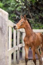 Prachtig merrie veulen van McLaren te koop, Dieren en Toebehoren, Merrie, Dressuurpaard, 0 tot 2 jaar, 170 tot 175 cm