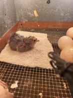 kuikens Brahma kip groothoender, Dieren en Toebehoren, Pluimvee, Kip