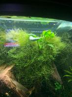 Java mos aquarium plantjes, Ophalen of Verzenden