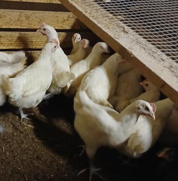 Jongen poule de bresse, Dieren en Toebehoren, Kip