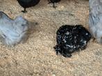 Cochin krielen, Dieren en Toebehoren