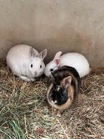 Mini dwergkonijntjes, Dieren en Toebehoren, Konijnen