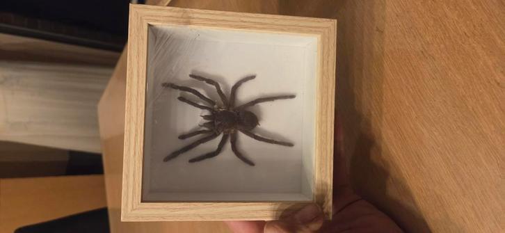 Spin in dieptekader, Collections, Collections Animaux, Comme neuf, Insecte, Enlèvement