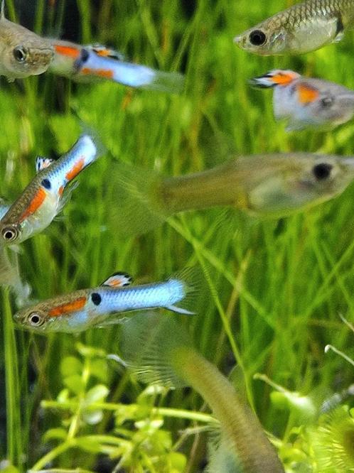 Guppy Endler "bleu japon", Animaux & Accessoires, Poissons | Poissons d'aquarium