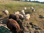 jonge beiten te koop, Dieren en Toebehoren
