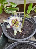passieflora, Tuin en Terras, Planten | Tuinplanten, Ophalen, Vaste plant, Klimplanten
