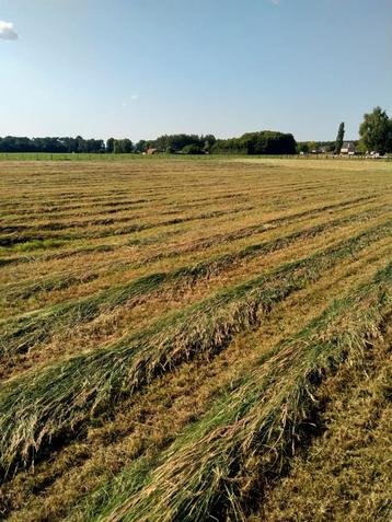Weide hooi beschikbaar voor biedingen