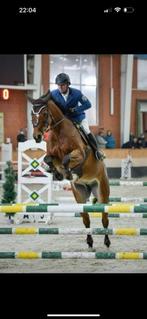 Drachtige spring merrie met mooi papier, Jument